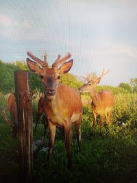 Ansprechen von Schalenwild Seminar